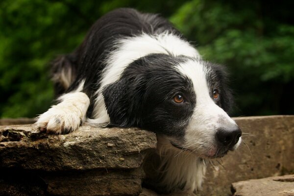 A dog with a cute look is lying on the rocks