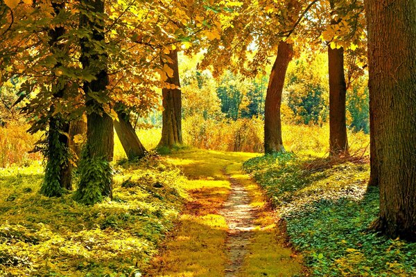 Słońce świeci na ścieżkę w jesiennym lesie