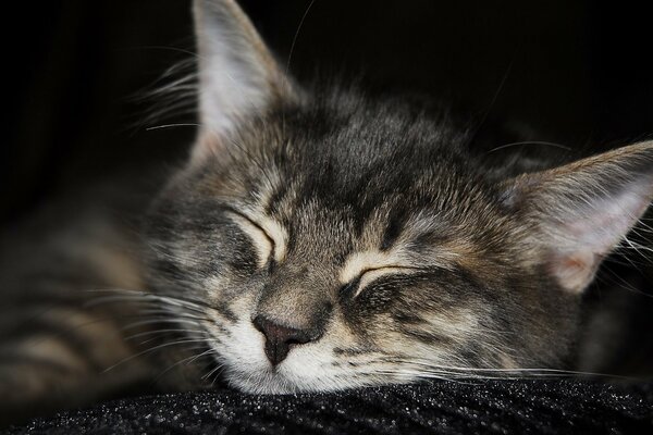 Il gatto ha soffiato un forte sonno diurno