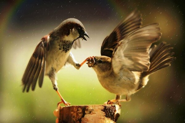 Sparrows fight on a stump close-up