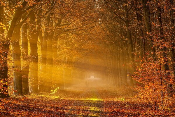 Journée ensoleillée dans la forêt d automne