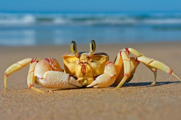 Śmieszny Krab na piaszczystej plaży