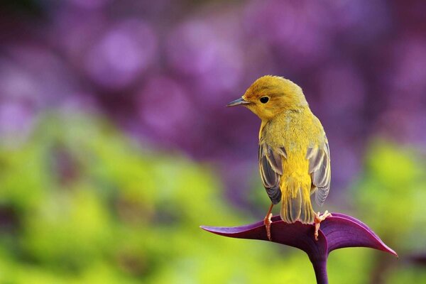 A small yellow bird on a pink leaf