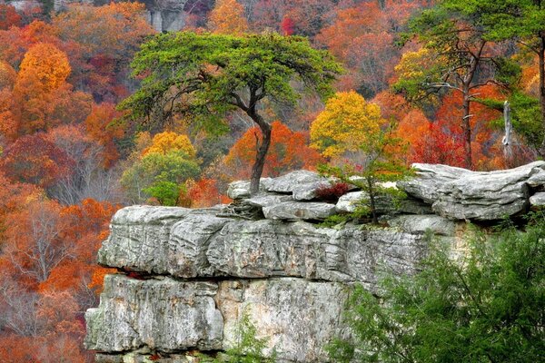 Belles peintures d arbres dans la forêt rocheuse