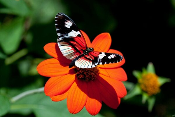 Papillon panaché sur une fleur rouge