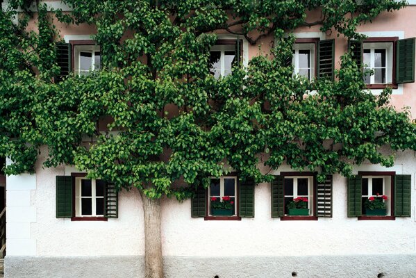 Un arbre près de la maison a tressé des branches de la fenêtre