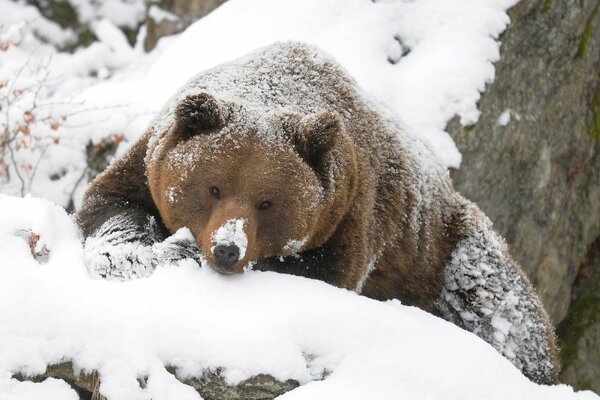 A grizzly bear is lying in a snowdrift