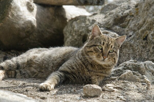 Le chat se confond avec le paysage environnant