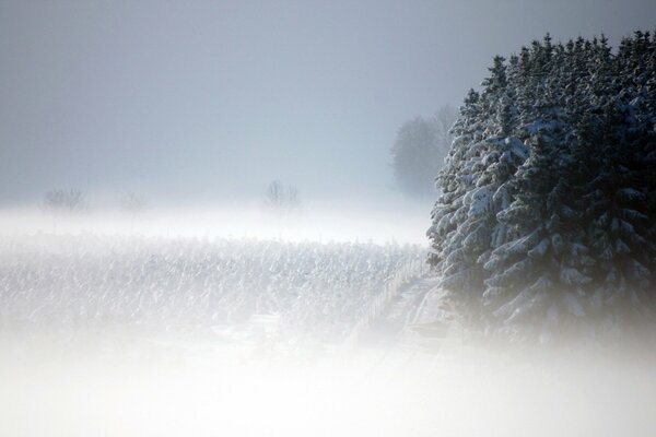 Campo de niebla de invierno