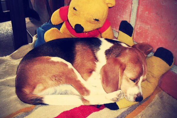 Der Hund beagle schläft, zusammengerollt