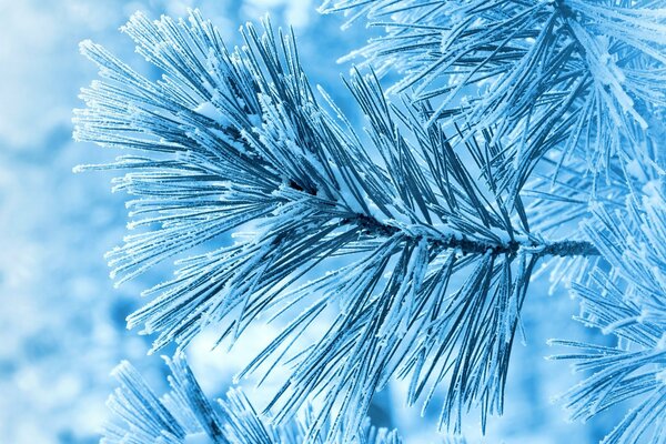 Frost-covered spruce twigs