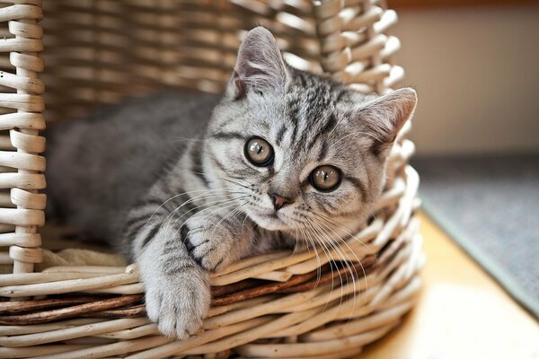 A gray kitten is lying in a basket