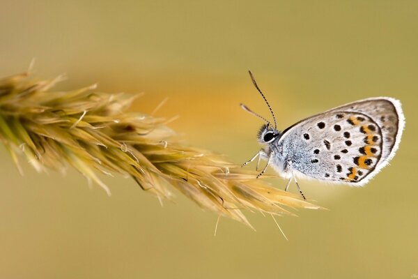 A butterfly sitting on a spikelet macro-shooting