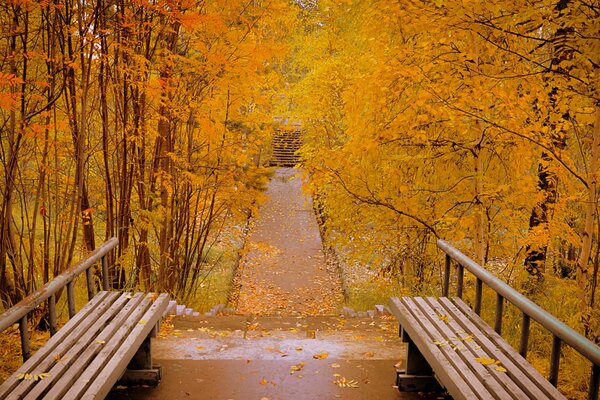 Benches in the autumn park. Fallen yellow foliage