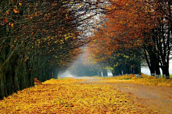 Herbstlandschaft mit gelber Straße