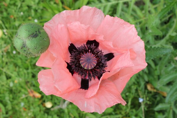 Pink poppy flower and bud