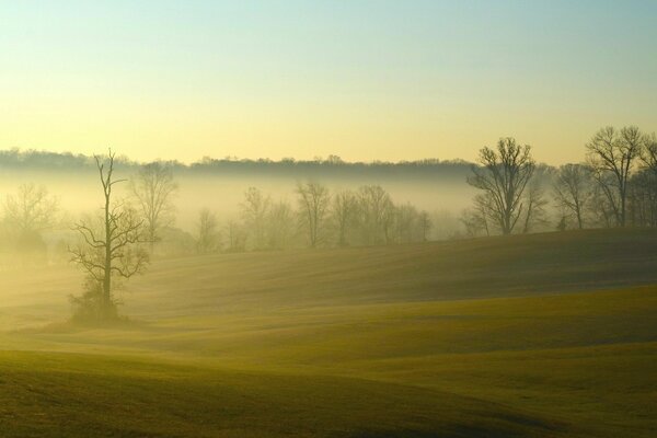 Hermoso paisaje del campo de niebla de la mañana