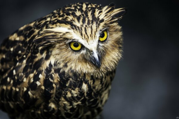 A mottled owl with yellow eyes