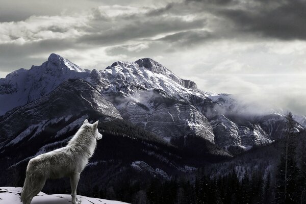 Einsamer Wolf auf dem Hintergrund der schneebedeckten Berge