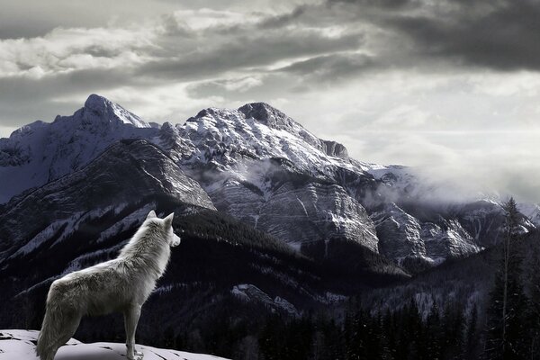 Loup solitaire sur fond de montagnes enneigées