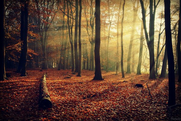 Die Bäume des Herbstwaldes sind mit ihren Farben schön