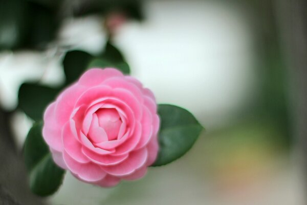 Petali pronunciati del fiore di camelia