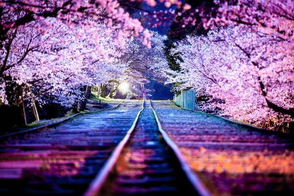 Kirschblüten in der Nacht in Japan