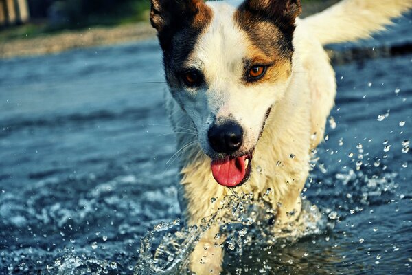 Le chien court sur l eau, des gouttes d eau dégoulinent du museau et de la langue