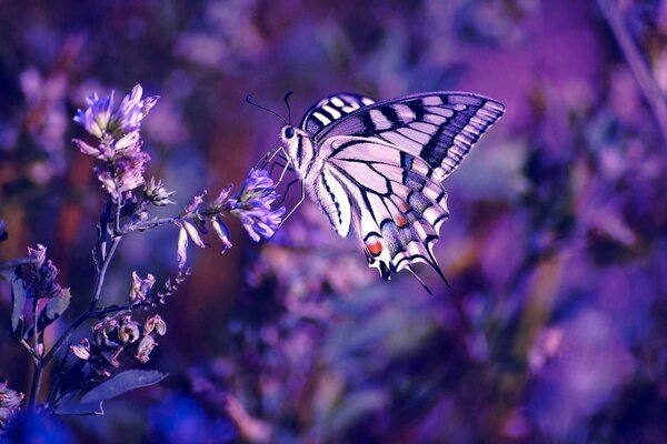 Papillon sur les fleurs violettes en gros plan