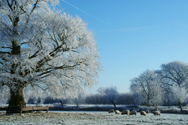 Winter day with trees in the snow with animals in the meadow