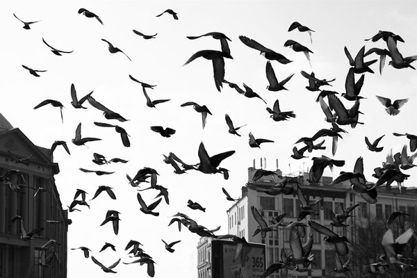 Un troupeau d oiseaux planant dans le ciel au-dessus de la ville