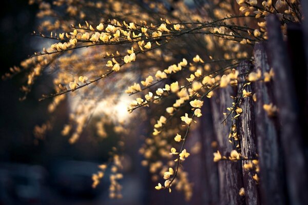 The leaves glow from the evening lantern