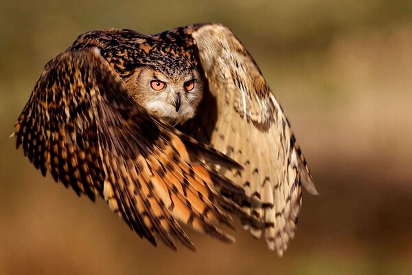 Owl in flight (bokeh effect)