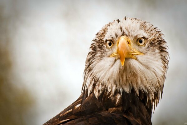 Gros plan d aigle avec fond flou