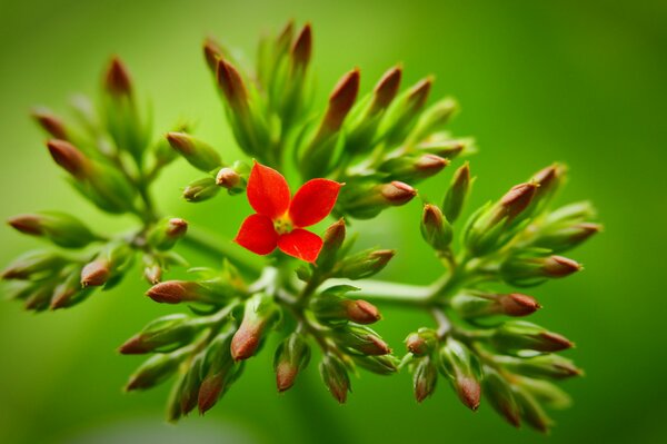 Rote Blume auf einem Zweig mit Knospen auf grünem Hintergrund