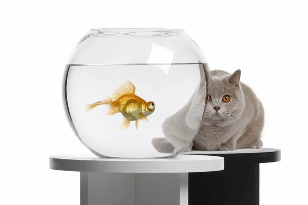 Gatto che guarda un pesce rosso in un acquario