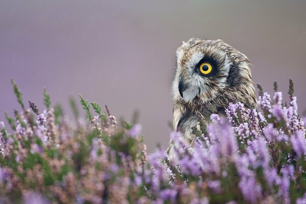 An owl in purple flowers looks into the distance