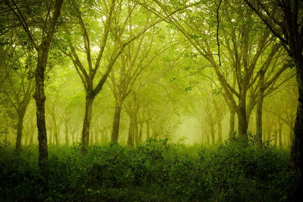 Naturaleza fascinante. Bosque verde