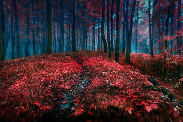 Der Herbstwald gefällt mit seinen Farben