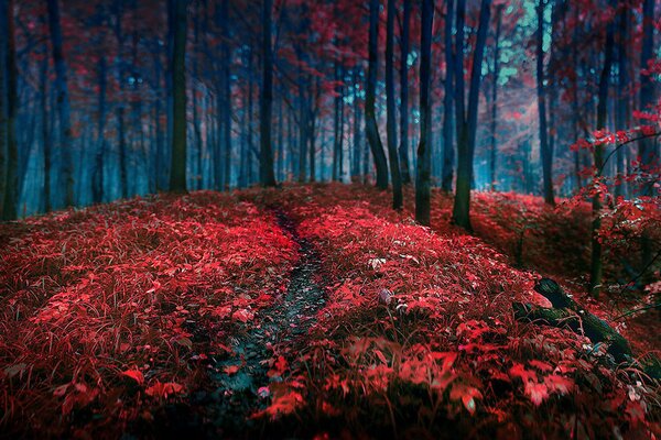 Осенний лес радует своими красками