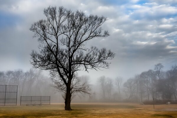 Árbol solitario en primavera en la niebla