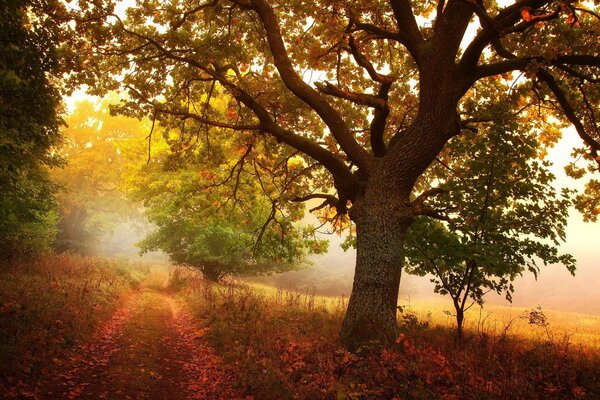 Il sentiero conduce in una foresta nebbiosa con un bellissimo paesaggio