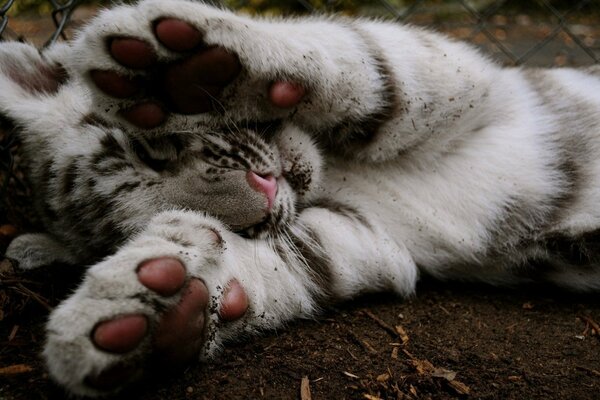 Sweet paws of a little tiger cub