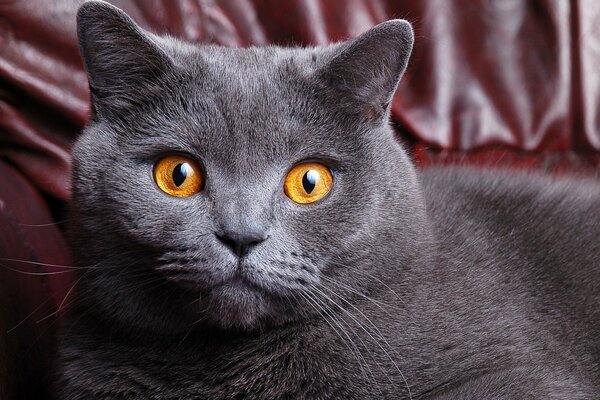 Grey cat with yellow eyes on the sofa