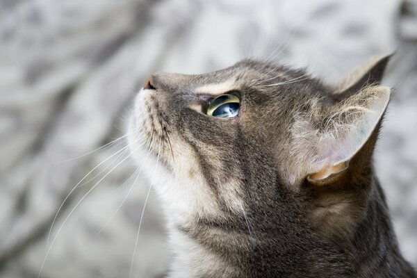 Ein bettelnder Blick. Katze auf verschwommenem Hintergrund