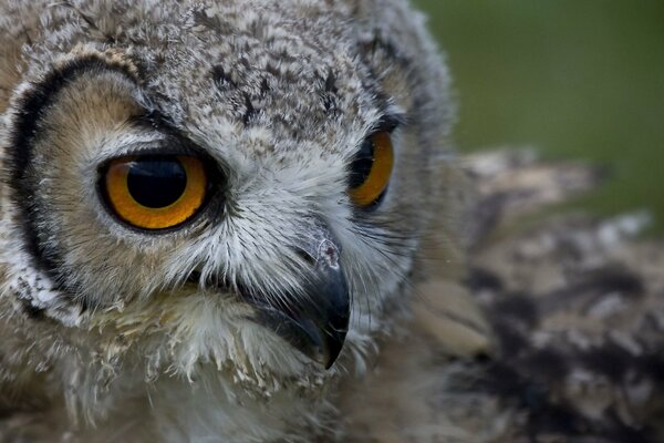 Gufo predatore con occhi ambrati