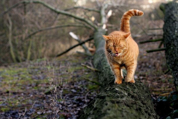 Pelirroja descarado gato en un árbol caído