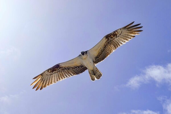 A bird of prey on low-level flight