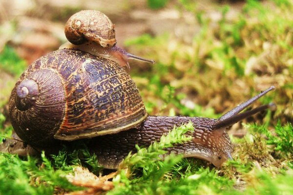 Escargot de maman avec bébé sur l herbe