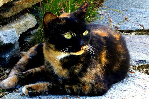 Tricolor cat resting outside